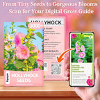 Hollyhock Seeds 3000+ Bulk Pack - Mixed-Color Perennial Blooms, Attracts Pollinators, Easy to Grow, Tall Garden Beauty - Perfect for Outdoor Landscaping, Backyard Shade, and Cottage Flower Gardens