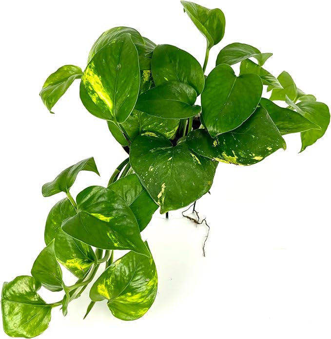 Pothos Golden Easy Air Purifying House Plant, 4" Pot