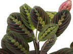 Thorsen's Greenhouse Prayer Plants Set of 2, Maranta leuconeura, Pet Safe, Low Light, Live Indoor Plants, 4" Diameter Plants, Classic Pots (Brushed Silver)