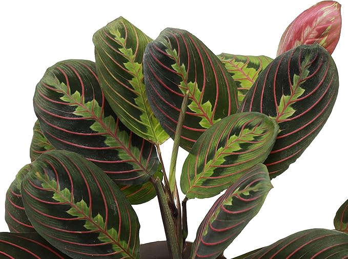 Thorsen's Greenhouse Prayer Plants Set of 2, Maranta leuconeura, Pet Safe, Low Light, Live Indoor Plants, 4" Diameter Plants, Classic Pots (White)