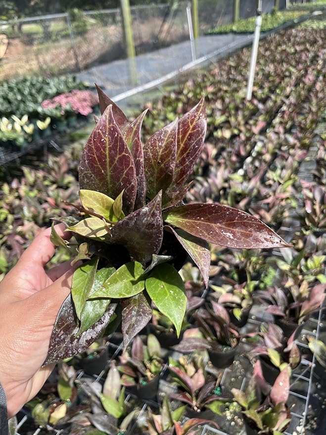 Hoya erythrostemma Hoya Sunrise lacunosa x Hoya Obscura- Rare Hanging Plant with Green & Red Leaves – Tropical Houseplant 4 in Pot