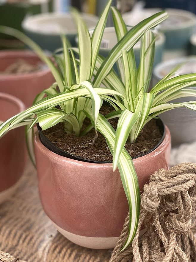 RedCrocus Spider Plant- Chlorophytum comosum Indoor Houseplant, Low Maintenance, Air Purifying, Pet-Safe Variegated Green & White Foliage, Perfect for Office or Home Decor 8" Hanging Baske