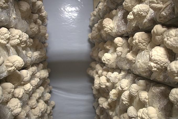Lion's Mane Mushroom Mini-Farm Grow Kit, 5lbs, Non-GMO, Easy to Use, Grow Your Mushrooms at Home, Produced by Real Farmers in California