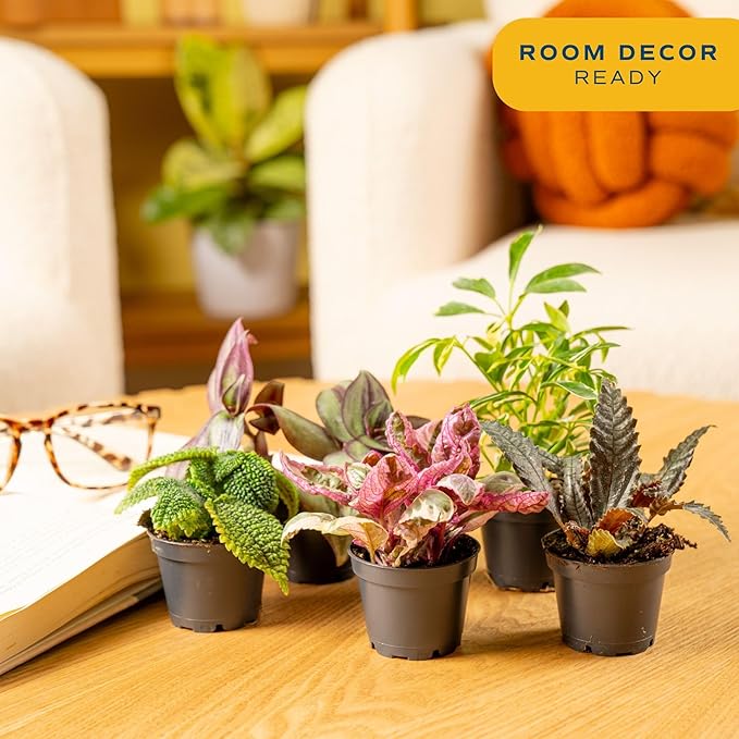 Costa Farms Mini Live Indoor Houseplants (20-Pack), Starter Plants in Nursery Pots, Assorted Foliage Mix (Varieties May Vary), Bulk Tiny Plants for DIY Terrariums, Party Favors, and Home Office Decor