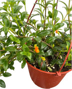 Goldfish Plant – Live Nematanthus Gregarius in 6-Inch Pot – Easy Care Indoor Hanging Houseplant with Bright Orange Blooms – Pet Safe & Low Maintenance