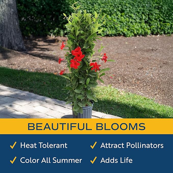 Costa Farms Live Plant Mandevilla Teepee in 12-Inch Grower Pot – Live Tropical Flowering Vine with Trellis | Large Trumpet Blooms in Red Flowers | Heat-Tolerant Climbing Plant for Patio or Garden