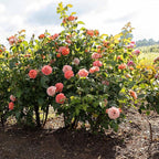 Perfect Plants Orange Glow Knock Out® Rose Bush 3 Gallon | Live Roses | Flowering Shrub