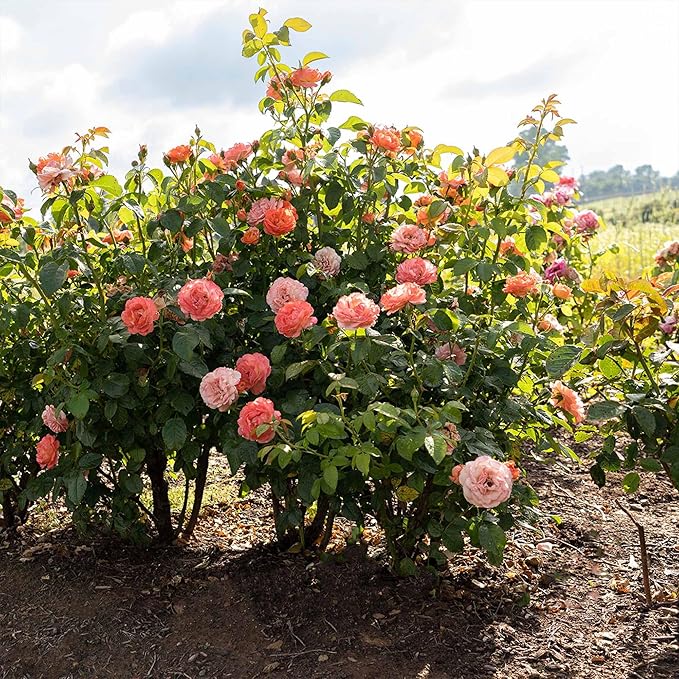 Perfect Plants Orange Glow Knock Out® Rose Bush 3 Gallon | Live Roses | Flowering Shrub