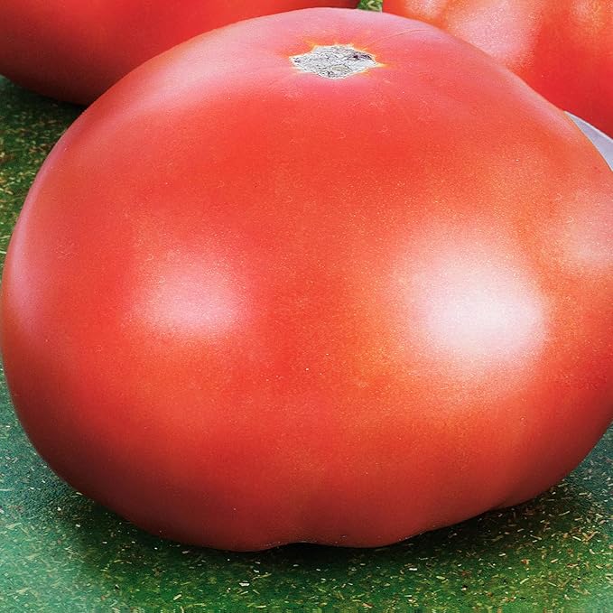 Bonnie Plants Park's Whopper Improved Tomato, 19.3 oz., 4-Pack, Live Plants