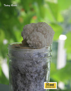 Root Mushroom Farm-Mushroom Liquid Cultures/Lion's Mane(Hericium erinaceus)