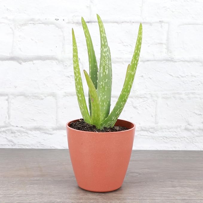 Thorsen's Greenhouse Aloe Vera, Live Indoor Plant, Aloe barbadensis, Easy to Grow, Succulent, Natural Air Purifier, 4" Diameter Pot (Terra Cotta)