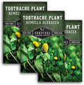 Toothache Plant Seeds for Planting - Acmella Oleracea Spilanthes Buzz Button Electric Daisy Medicinal Herb & Edible Flower - Heirloom Non-GMO Open Pollinated - Survival Garden Seeds (3 Pack)