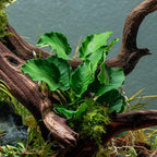 SubstrateSource Live Jungle Plants - Anubias Emerald Bloom (Anubias barteri) - Compact Epiphytic Rhizome Plant for Midground Freshwater Aquascapes, Emerald Green Accent - Pot