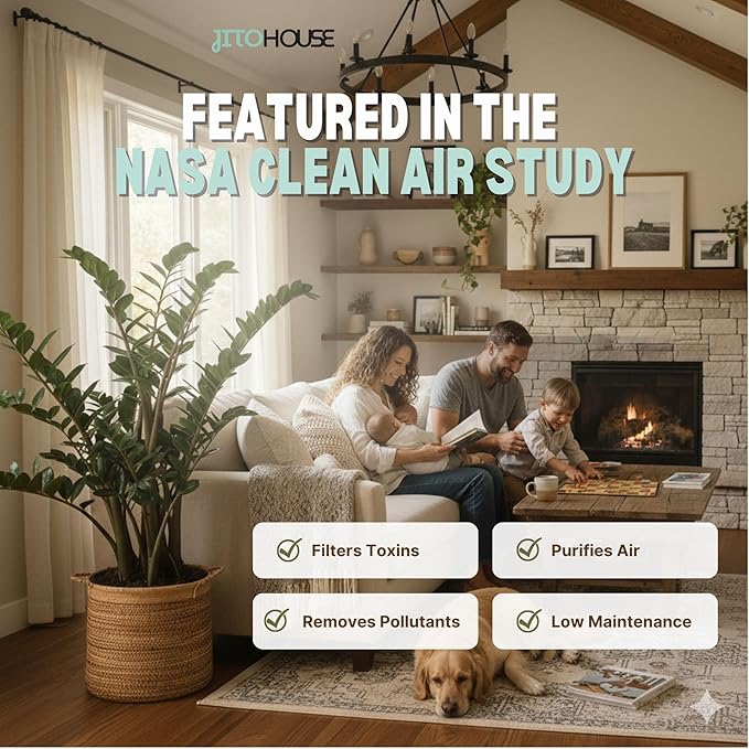 Live Air Purifying ZZ Plant in 4” Pot – Low Maintenance Zamioculcas Zamiifolia Indoor Houseplant | Easy Care Fast Growing Plant for Home, Office & Apartment - JitoHouse