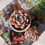 Echeveria Sang-A Rare Live Succulent Plants, 1 Head 2.2" Bare Root Without Pot & Soil, Garden Indoor Office Desk Baby Shower Decoration, Friend Plant Lovers Gifts