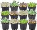 Arcadia Garden Products Live Assorted Mini Succulents in 2 in. Grower Pot, 12-Pack, Green (LV66) ***Cannot Ship to Hawaii***