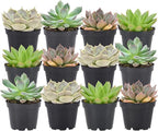 Arcadia Garden Products Live Assorted Mini Succulents in 2 in. Grower Pot, 12-Pack, Green (LV66) ***Cannot Ship to Hawaii***