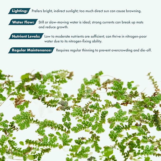 SubstrateSource Live Plants - Azolla Caroliniana, Mosquito Fern, Floating Aquarium Plant, Green Floating Plant for Freshwater Aquariums, Ponds - 1 Cup