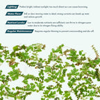 SubstrateSource Live Plants - Azolla Caroliniana, Mosquito Fern, Floating Aquarium Plant, Green Floating Plant for Freshwater Aquariums, Ponds - 1 Cup