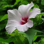 Chalily Pink Water Hibiscus, a Great Live Pond Plant for Your Water Garden. Filters The koi and Goldfish Pond. Good for Bogs, Plant Shelf or Shallow Water This marginal Aquatic is a Real Beauty
