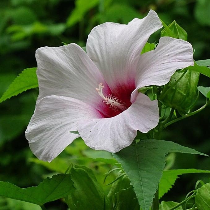 Chalily Pink Water Hibiscus, a Great Live Pond Plant for Your Water Garden. Filters The koi and Goldfish Pond. Good for Bogs, Plant Shelf or Shallow Water This marginal Aquatic is a Real Beauty