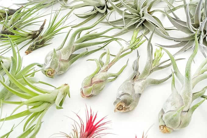 48 Air Plant Variety Pack - Live Tillandsia Succulent House Plants - Wholesale and Bulk - Home and Garden Decor - Easy Care Indoor and Outdoor Plants