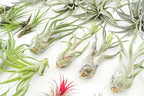 48 Air Plant Variety Pack - Live Tillandsia Succulent House Plants - Wholesale and Bulk - Home and Garden Decor - Easy Care Indoor and Outdoor Plants