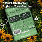 SVI 7500 Black Eyed Susan Seeds (Rudbeckia Hirta) – Black-Eyed Susan Wildflower Seed Packets Bulk, Rudbeckia – Daisy Flower Seeds for Outside & Indoor Flower Garden Containers