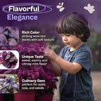 SVI 350 Red Shiso Seeds (Perilla frutescens) – Japanese Shiso Purple Perilla Seed Packets, Aromatic Leaves – Japanese Heirloom Herb Seeds for Outdoor & Indoor Herb Garden