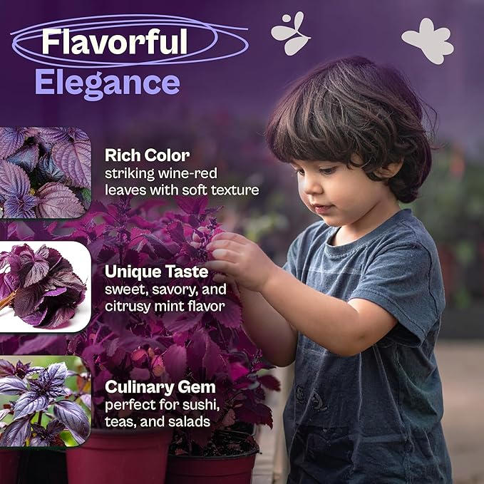 SVI 350 Red Shiso Seeds (Perilla frutescens) – Japanese Shiso Purple Perilla Seed Packets, Aromatic Leaves – Japanese Heirloom Herb Seeds for Outdoor & Indoor Herb Garden