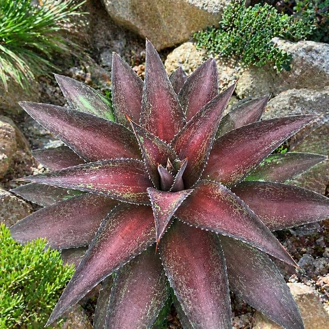 Mangave 'Red Wing' (1.5" Plug) - Live Succulent Plant, Agave Like Rosette, Low Maintenance, Drought-Tolerant Landscaping Plant for Home Garden Decor, Beginner-Friendly Live Plants