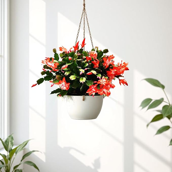 Thanksgiving Cactus, Coral Seasonal Blooms, Live Indoor Plant, Flowering Houseplant, Christmas Cactus, 8-Inch Hanging Basket, Holiday Decor, Pet Safe, Free Heat Pack