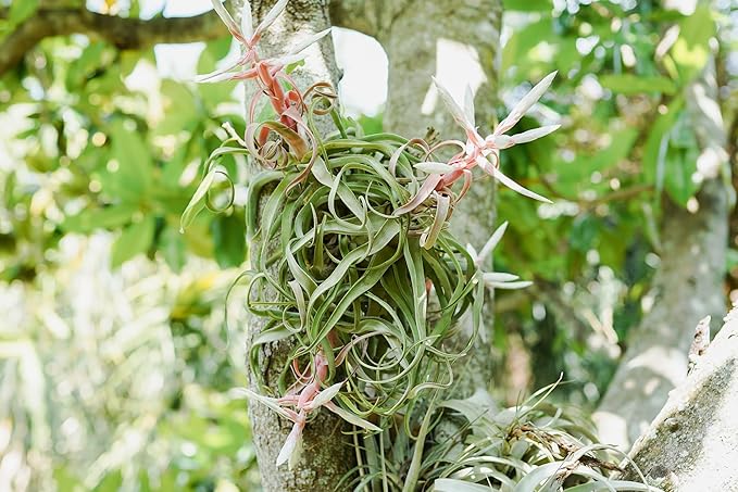Medium Air Plants Streptophylla - Live Tillandsia Succulent House Plants - Available in Wholesale and Bulk - Home and Garden Decor - Easy Care Indoor and Outdoor Plant (Pack of 1)