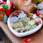 Sprout N Green Live Succulent Plants, 8 Pack Assorted Real Succulents Potted in 2" Starter Pot with Soil Mix, Rare Small Indoor House Plants for Home Garden Wedding Decor Party Favor