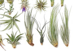 25 Grab Bag Pack Small & Medium Air Plants - Fertilizer Packet - Wholesale - Bulk - Live Tillandsia - Easy Care House Plant - Succulents