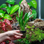 SubstrateSource Echinodorus Red Devil Sword Live Plant for Freshwater Aquariums, Natural Fish Tank Decorations, and Aquatic Decor (1 Pot (2-3 Plants))
