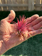 Air Plants - Tillandsia Ionantha - Organically Enhanced Color - Live Arrival Guaranteed - House Plants for Home Decor & Gift (3Pk Coral Glow + Turquoise Heart)