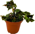 BubbleBlooms Harmony's Unique Begonia Rhizo in 4 inch Pot Rare