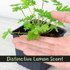 Live Citronella Geranium Plants (6-Pack); Pelargonium Citronella Scented Potted Plants