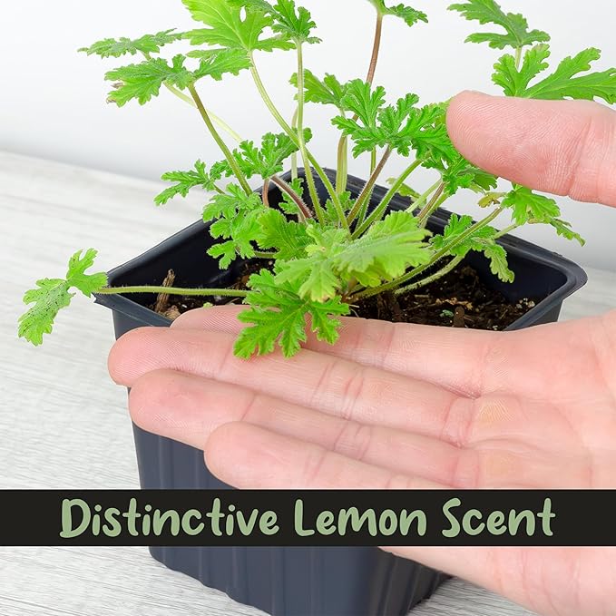 Live Citronella Geranium Plants (4-Pack); Pelargonium Citronella Scented Potted Plants
