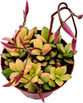 Fat Plants San Diego Succulent Plant(s) Fully Rooted in 4 inch Planter Pots with Soil - Real Live Potted Succulents/Unique Indoor Cactus Decor (1, Anacampseros telephiastrum variegata)