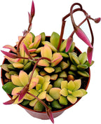 Fat Plants San Diego Succulent Plant(s) Fully Rooted in 4 inch Planter Pots with Soil - Real Live Potted Succulents/Unique Indoor Cactus Decor (1, Anacampseros telephiastrum variegata)
