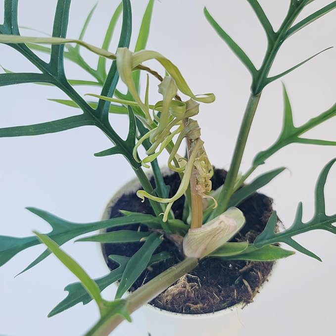 Philodendron Tortum Live Plant | Ships from CA | Available in Modern White Self-Watering Planter | Air Purifying & Pet-Friendly (4" Nursery Pot, Small Plant)