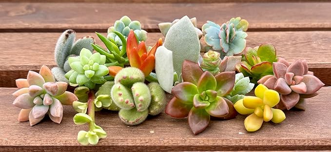 15 Mini Assorted Live Succulent Cuttings, No 2 Succulents Alike, Great for Terrariums, Mini Gardens, and as Starter Plants. Live Succulents Plants for DIY Projects and Home Decor