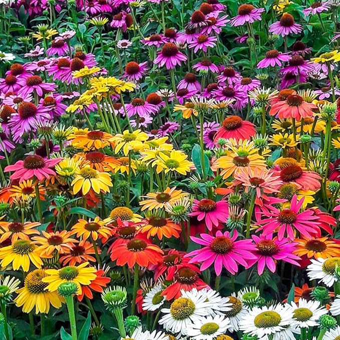 800 Mixed Coneflower Seeds - Echinacea Flower Perennial Chrysanthemum Bloom Flowers Rare Plant Flower Seed Coneflower Seeds