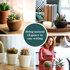 Shop Succulents | Can't Touch This Collection | Assortment of Hand Selected, Fully Rooted Live Indoor Cacti Plants, 5-Pack