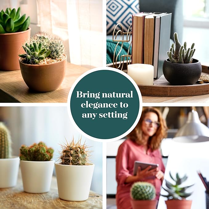 Shop Succulents | Can't Touch This Collection | Assortment of Hand Selected, Fully Rooted Live Indoor Cacti Plants, 12-Pack