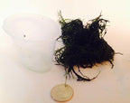 Live Java Moss