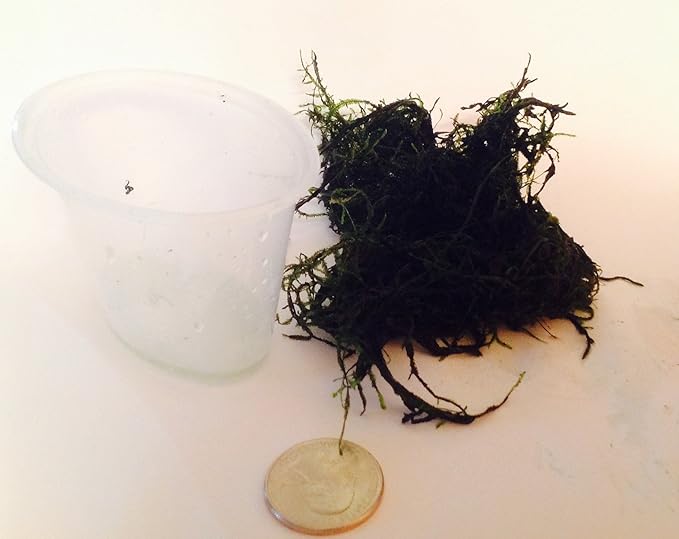 Live Java Moss