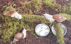 Snail Terrarium Accessory Kit 7PCS, Includes Moisture-Retaining Substrate, Climbing Toy, Cuttlebone Granules, Water and Food Plate, Spray Bottle